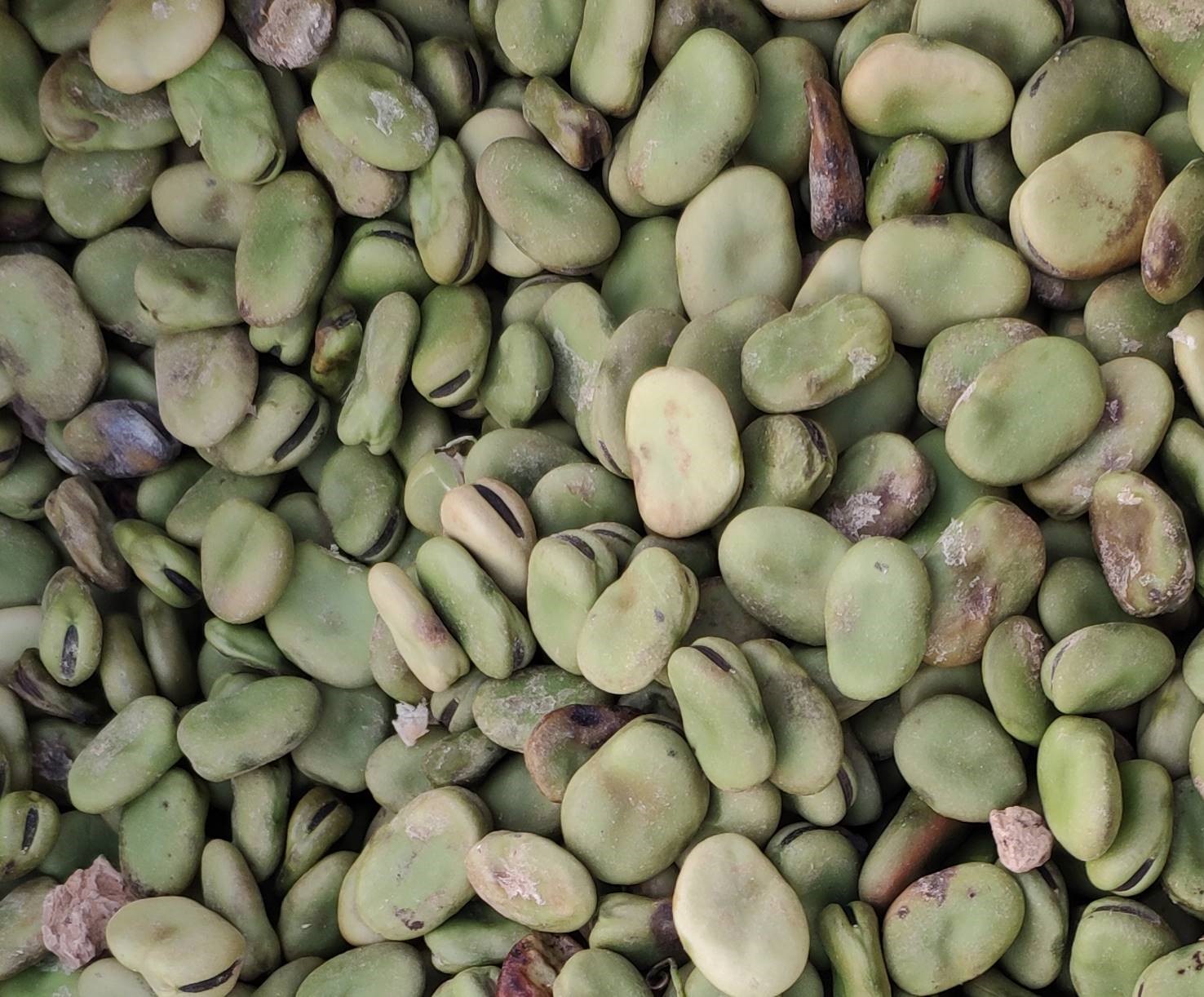 蚕豆的种植方法介绍, 想要种出好的蚕豆并不难! 只要注意好这四点